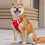 Hundeweste, Geschirr, Haustier, starkes Training,-Schwarz S 7