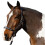 Gallop Diamond Leather Padded Horse Headcollar 1