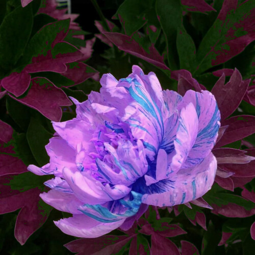 Peony Bulbs for Outdoor Gardens - 1 Pack 2