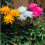 Solar Chrysanthemum Garden Stake Light, 75 cm, Stainless 4