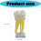 Quality PVC Human Molar Anatomy Demonstration Model Human Molar 3