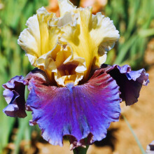 Bearded Iris Bulbs Violet Bronze 8/9 cm