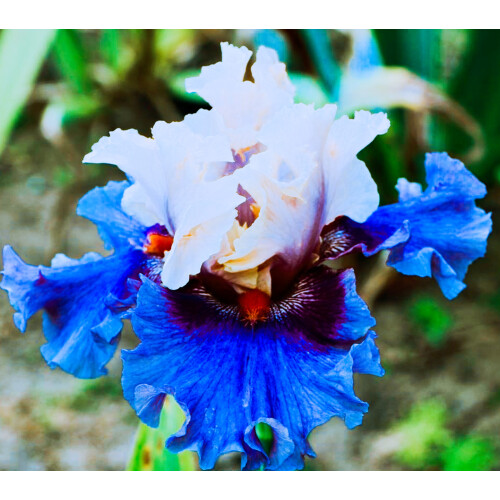 Bearded Iris Bulbs Violet Bronze 8/9 cm 1
