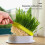 ABS Sprouting Tray for Cat Grass & Sprouts 18.9 x 12.3 x 3