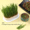 ABS Sprouting Tray for Cat Grass & Sprouts 18.9 x 12.3 x 4