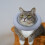 2Pcs Sky-Blue Pet Protective Collar Cat Recovery Neck Ring Durable 10