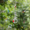 Donemore squirrel-proof spinning bird feeder 1 pack 3