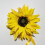 Sunflower-shaped curtain tieback rustic nylon no-drill 5