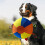Balle gonflable pour chien, durable, avec fermetures-Bleu 45cm 6