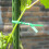 Απαραίτητο για το δέσιμο φυτών: Δέστε το φυτό κήπου με ποιοτικό σιδερένιο σύρμα, 6
