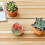 Huisdier Nagelvijl Board Comfortabel Handheld Ontwerp 9