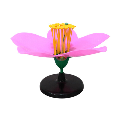 Modèle de fleur de pêcher agrandi avec étamines visibles et