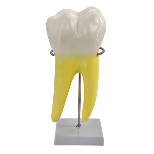 Human Molar Anatomy Model Human Molar Teaching Model With Stable
