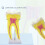 Human Molar Anatomy Model Human Molar Teaching Model With Stable 4