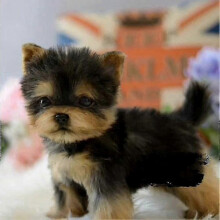 Realistic Yorkshire Terrier Dog Toy Plush Handcrafted Puppy Companion for Pets