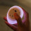 Cute 7-color silicone bunny night light for room decor 4