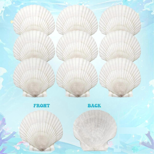 25pcs Large Scallop Shells for Crafts 4-5inch White Scallop Shells 1