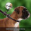 Adjustable Leather Dog Leash with Secure Slider for Training and Walking 2