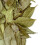 Pure Organic Natural Dried Curry Leaves Leaf 100g 1