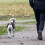 Durable 2m dog training leash, non-slip, suitable for small, medium and large dogs (blue) 5