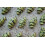 Organic Black Sesame Seeds 200g 5
