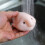 Παιχνίδι Blobfish, Τραβήξτε, Τεντώστε και Σφίξτε το Στρες, Χαριτωμένο παιχνίδι ψα 4