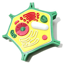 Plantenanatomiemodel Biologie Wetenschapsmodel-plantencellen