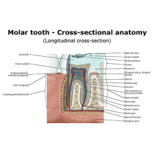 Large Size 70x50CM Molar Tooth Cross Section Anatomy Learning Poster