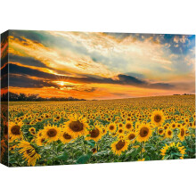Toile imprimée au coucher du soleil dans un champ de tournesols, 81 x 122 cm