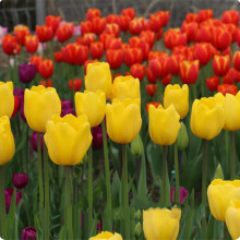 Tulip Bulbs for Outdoor Planting