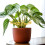 (Gold, 15x28cm) Turtle Leaf Metal Plant Stand 5