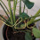 (Gold, 15x28cm) Turtle Leaf Metal Plant Stand 6