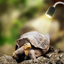 25W UVA UVB verwarmde schildpadlamp voor reptielen en aquaria met lange voet en 360 draaibare voet (lamp inbegrepen)