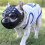 Dog Muzzle for Short Snout Dogs, Soft Silicone Muzzle for Biting Chewing, Ideal for Flat-faced Aggressive Dogs 1