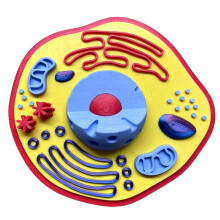 Plantenanatomiemodel Biologie Wetenschapsmodel-dierlijke cellen