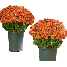 Chrysanthèmes artificiels d'extérieur, couleur coucher de soleil