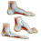 3PCS Professional Foot Structure-Handwritten Version 1