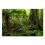 Dschungelfarne Wald-Leinwandbild 24x16 Zoll 1