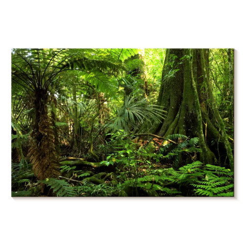 Dschungelfarne Wald-Leinwandbild 24x16 Zoll