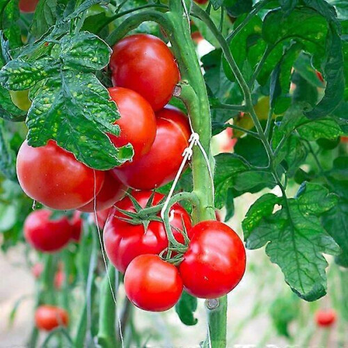 Garden Plant Support Clips, 9.5 cm, 100-Pack, Durable PP Plastic for Tomato Vine