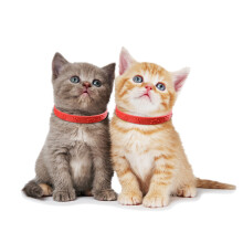 3 collares rojos ajustables antipulgas, antiácaros y antigarrapatas para gatos, collar suave y seguro para el control de pulgas en mascotas