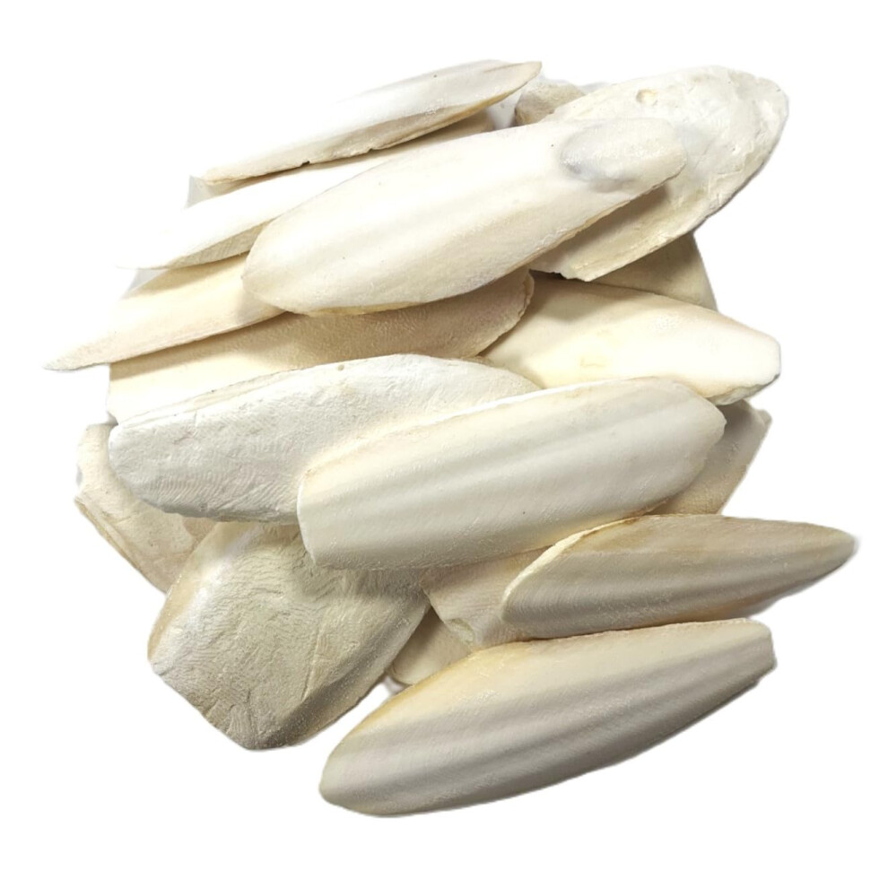 Maltbys' Stores 1904 Ltd 9-15Cm Premium Quality Cuttlefish Bone (Pack Of 1) Suitable For Cage Birds, Reptiles Etc.