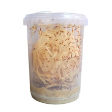 Go-Large Advanced Husbandry Flightless Fruit Fly, Drosophila Hydei, Size 2-3mm, Culture with Multiple Life Stages (Go-Large, Intermediate)