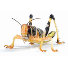 Essex Reptile Livefood - Large Locusts (22-35mm) - Eco Pack of 25 - Feeder Insects for Reptiles - Biodegradeable Packaging - Letterboxable