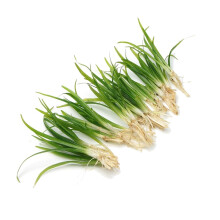 10 X Sagittaria Subulata Live Aquarium Plant Fast Growing Easy Care Grass for Freshwater Tropical Tank Aquascape K2AQUA