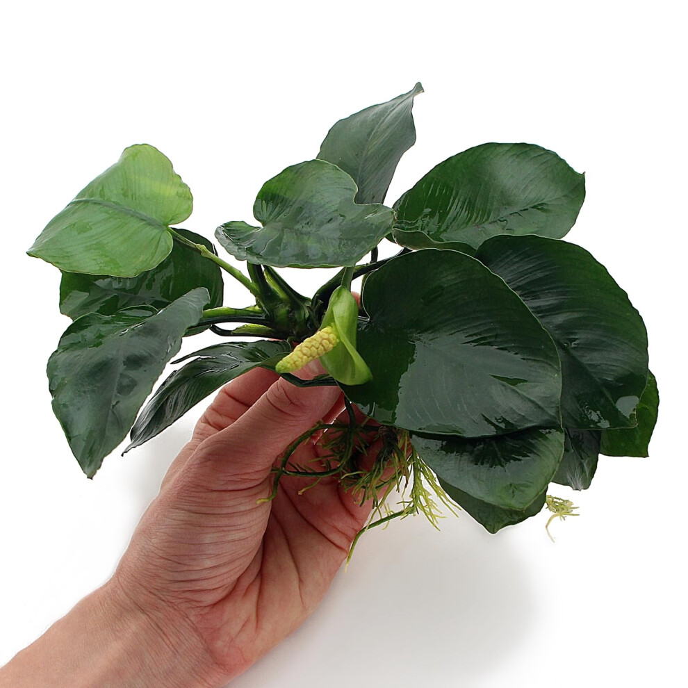 K2aqua Anubias Barteri Live Aquarium Plants Aquascaping Fish Tank Plant