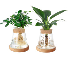 Confezione da 2 vasi in vetro per avocado con supporto in bambù e coperchio in legno, ideali per la coltivazione idroponica.