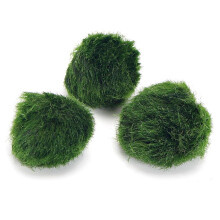 k2aqua 3 x Marimo Moss Balls Always Fresh Live Aquarium Plants Cladophora aegagropila Shrimp Safe Nano Tank Pet Plant Freshwater Tropical Coldwater T