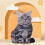 3D Plush Cat Accent Pillows Decorative Cushions 2 Pack 5