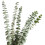 Buchet de duș natural cu ramuri de eucalipt uscate, 12 buc. 1